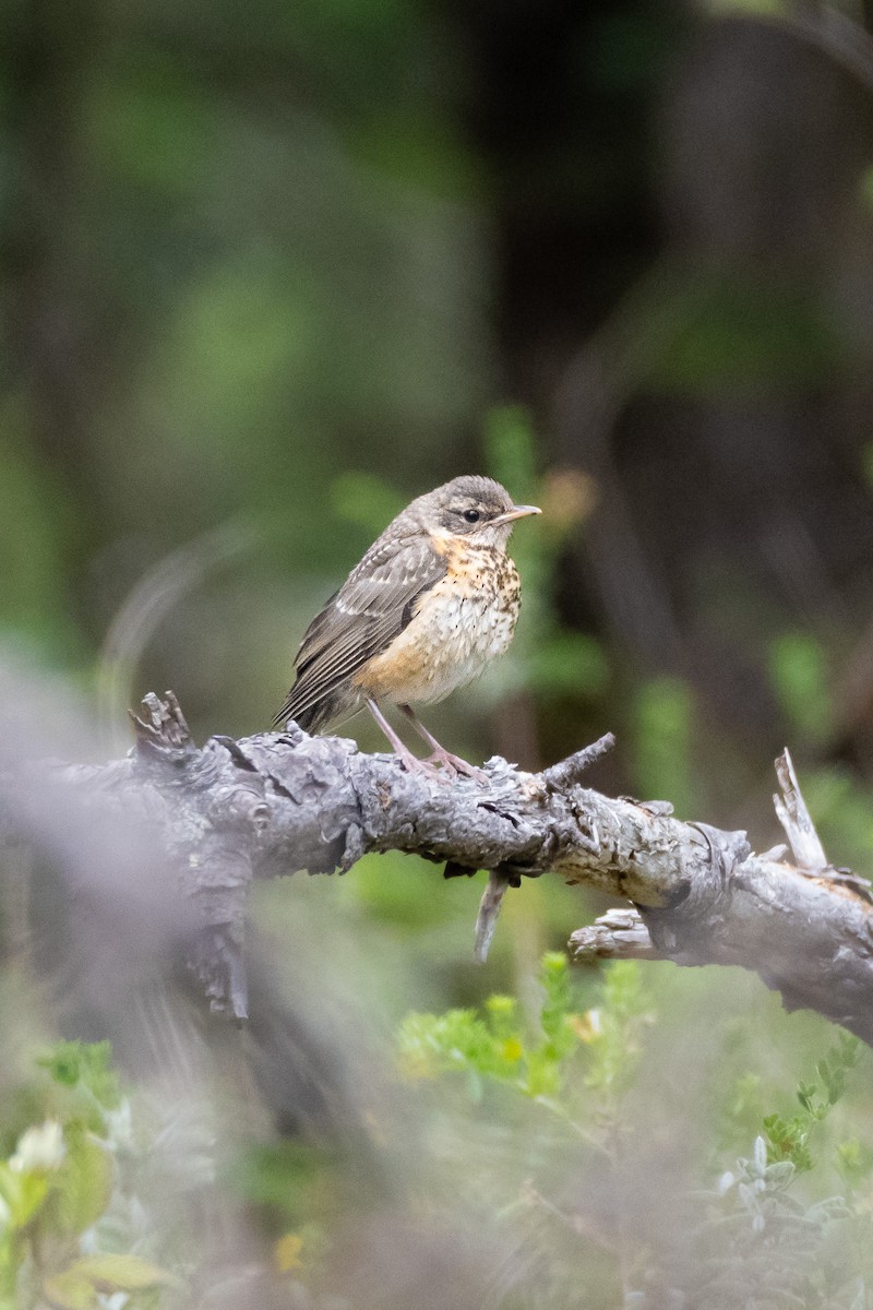 American Robin - ML637177820