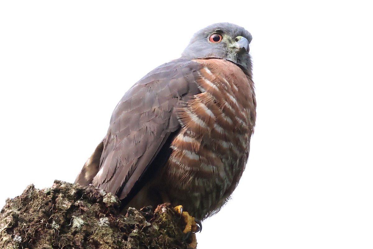 Double-toothed Kite - ML637177946