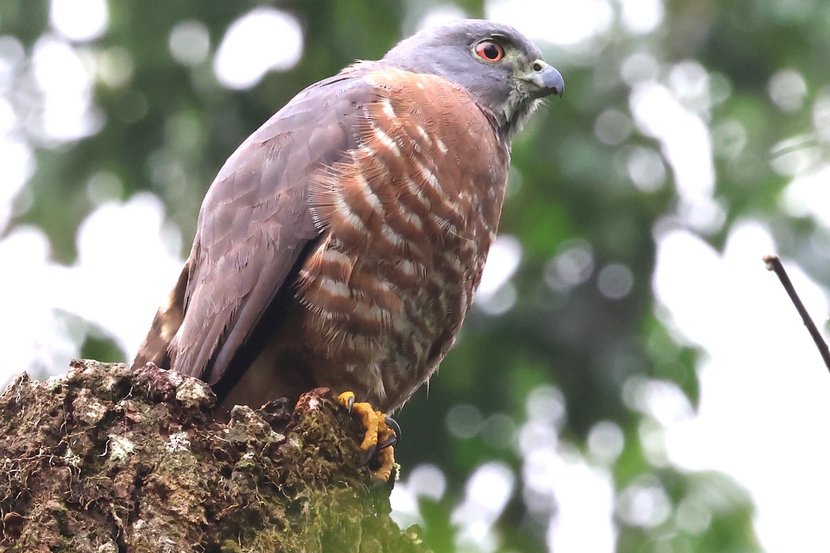 Double-toothed Kite - ML637177948