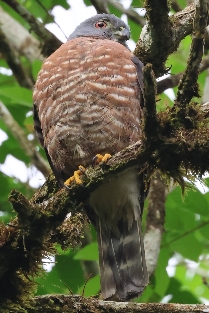 Double-toothed Kite - ML637177950