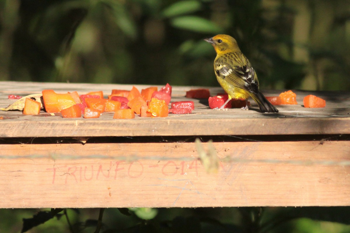 Flame-colored Tanager - ML63717801