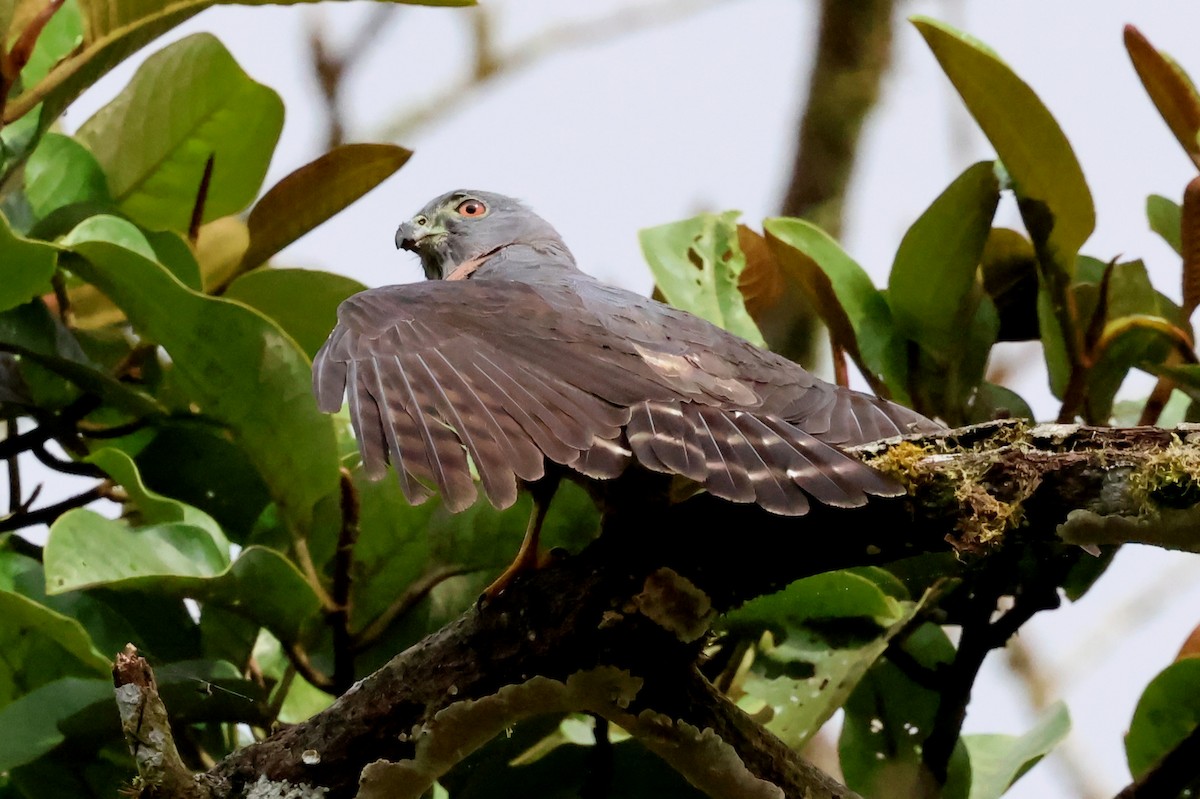 Double-toothed Kite - ML637178024
