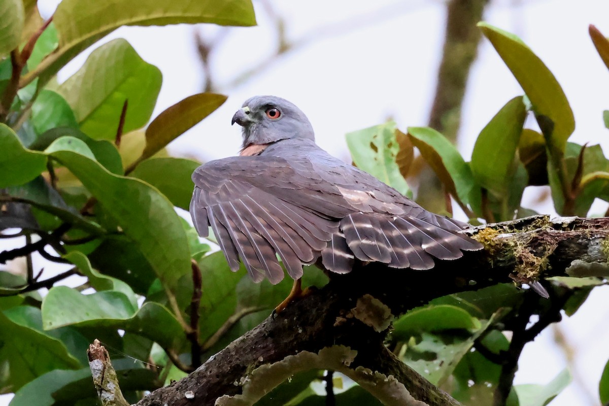 Double-toothed Kite - ML637178025