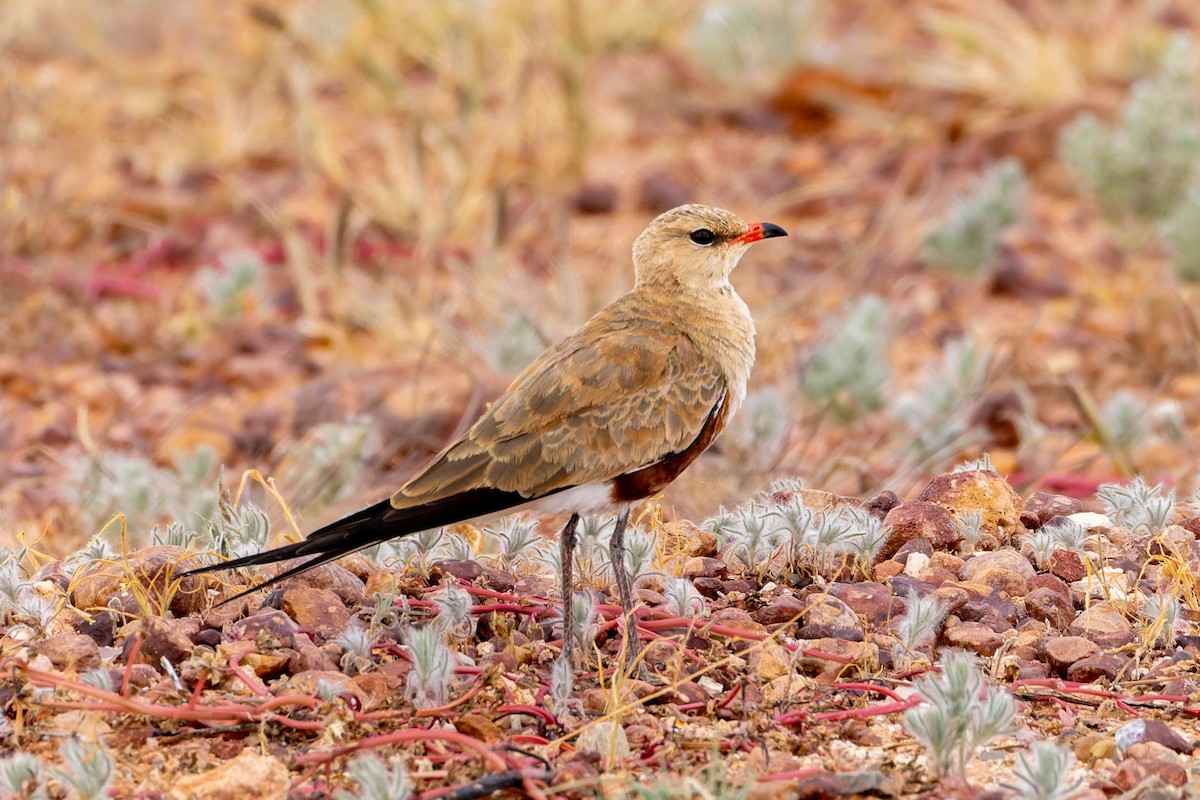 Australian Pratincole - ML637178068