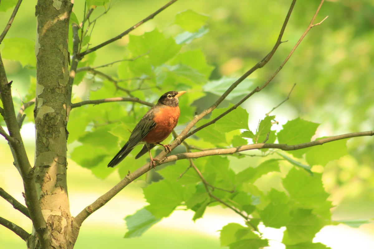 American Robin - ML637178173