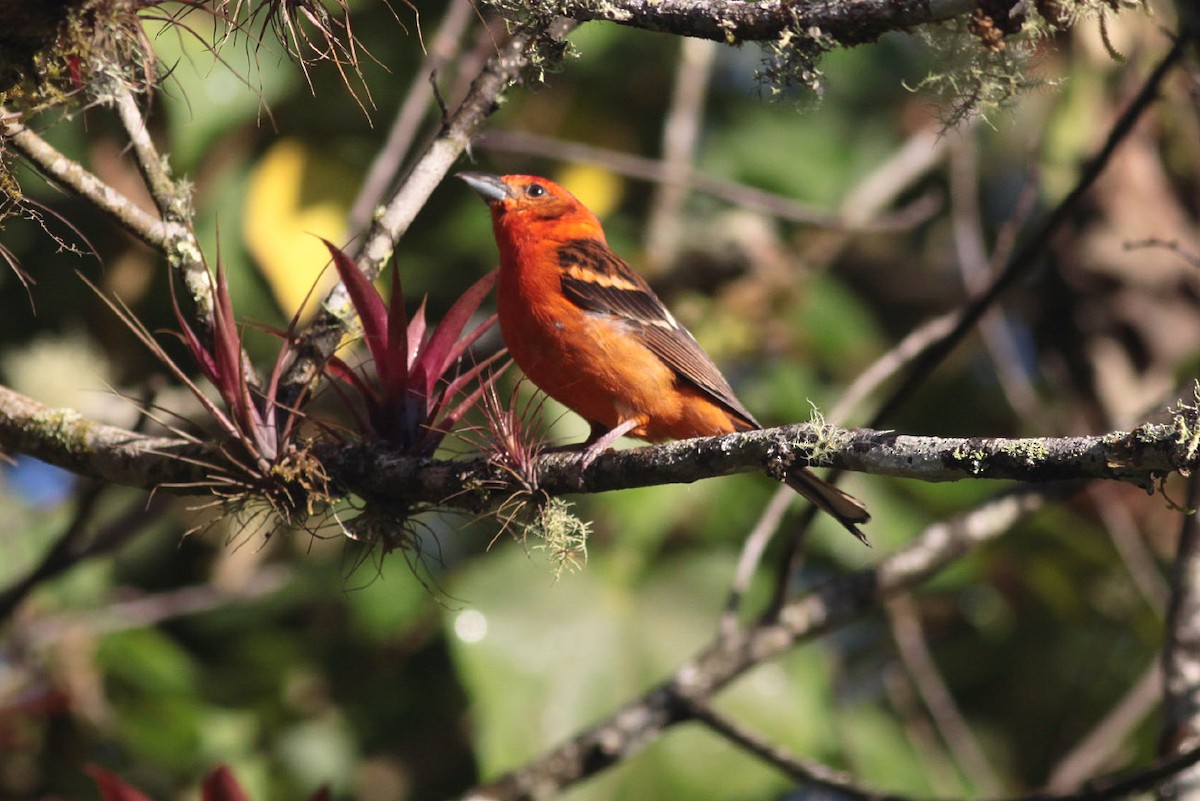 Flame-colored Tanager - ML63717821