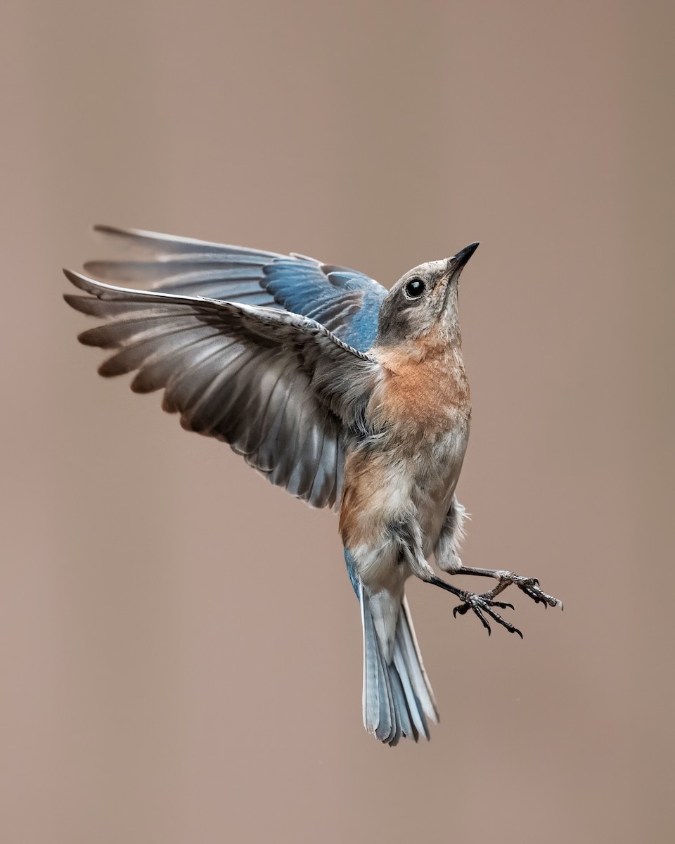 Eastern Bluebird - ML637178240