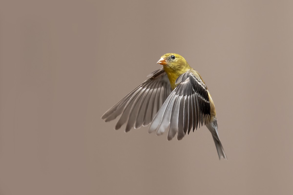 American Goldfinch - ML637178251