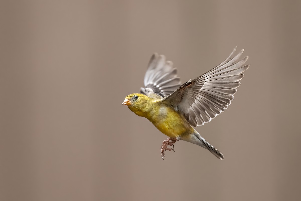 American Goldfinch - ML637178252