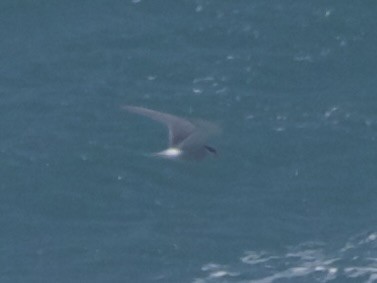 Black-fronted Tern - ML637178258