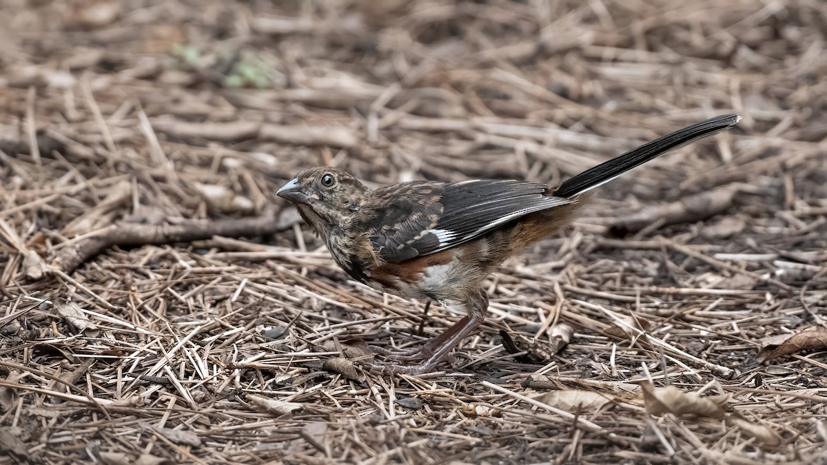 Eastern Towhee - ML637178262