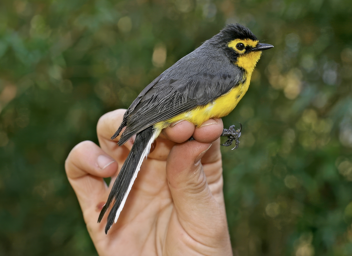 Spectacled Redstart - ML637178283