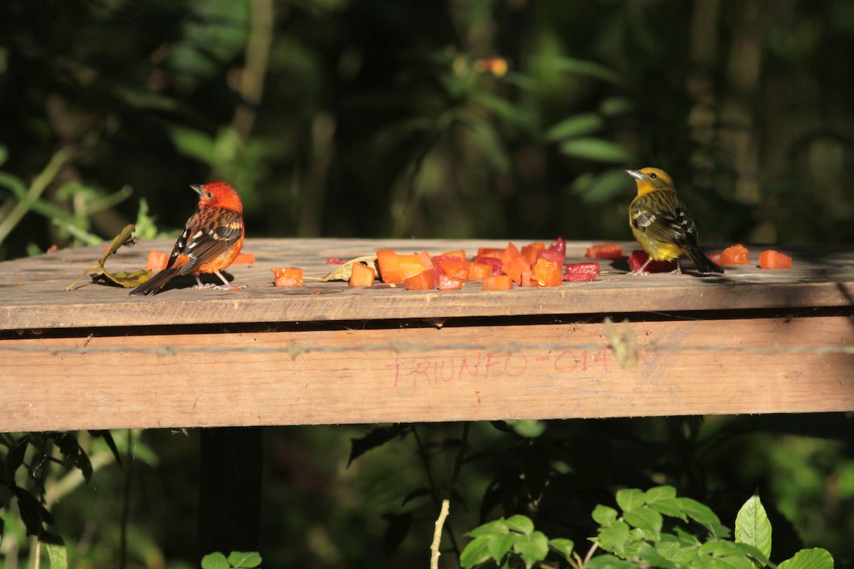 Flame-colored Tanager - ML63717831