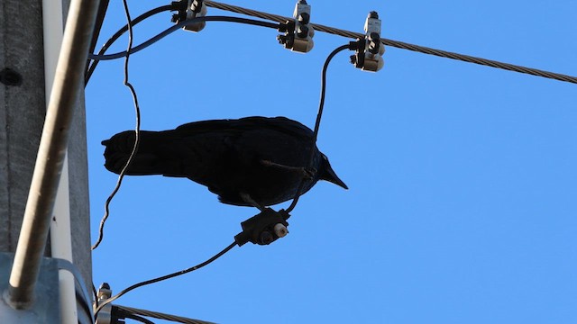 Little Raven - ML637178343