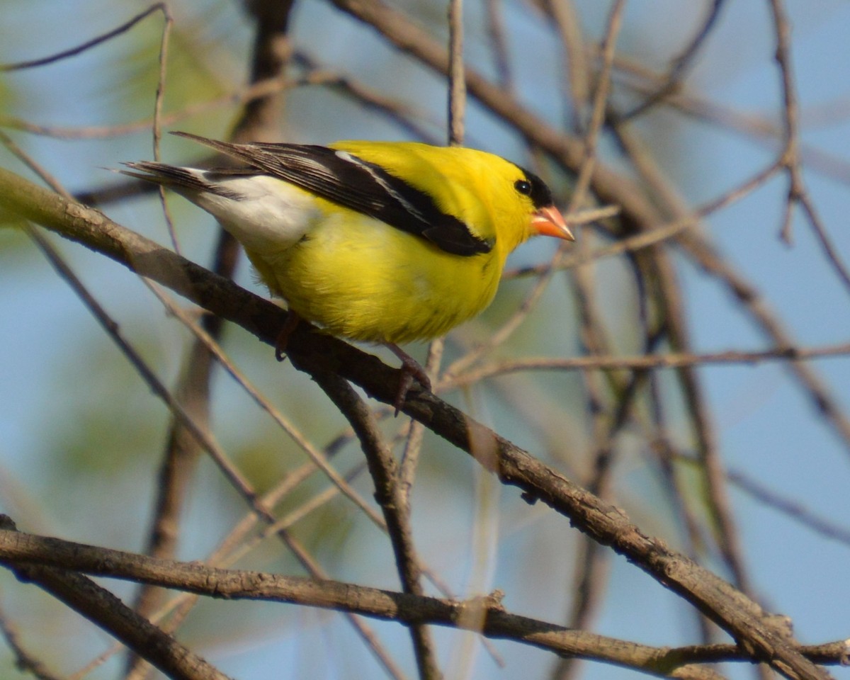 American Goldfinch - ML637178344