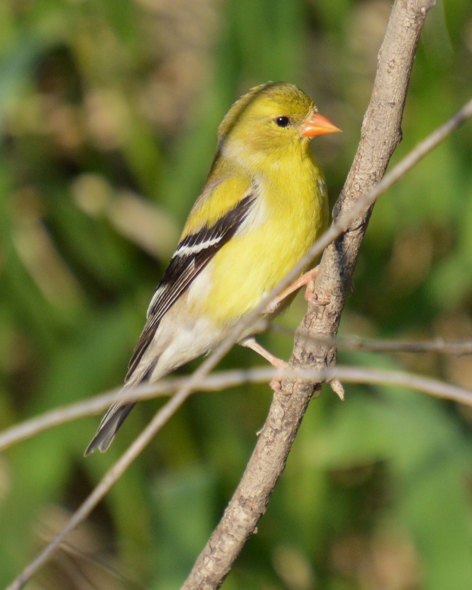 American Goldfinch - ML637178345