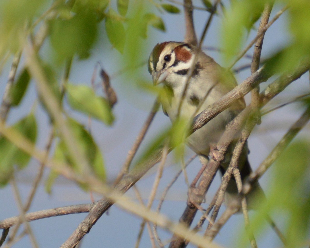 Lark Sparrow - ML637178352