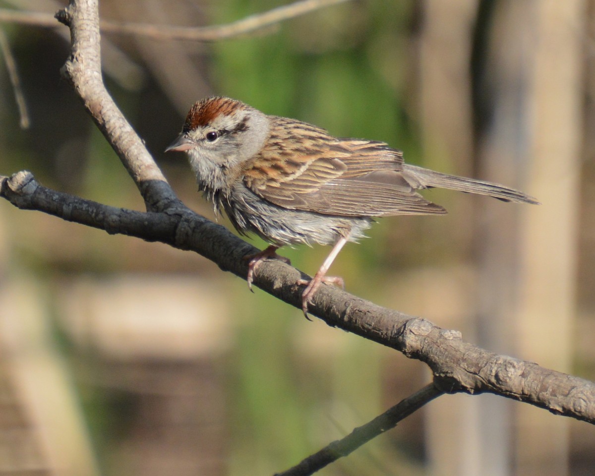 Chipping Sparrow - ML637178355