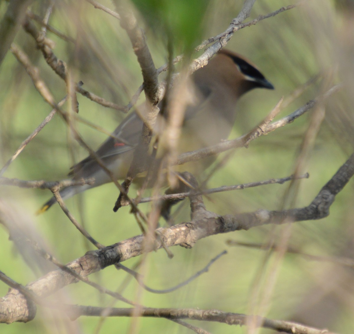 Cedar Waxwing - ML637178356