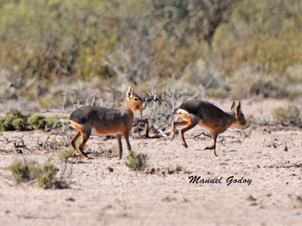 動物界 - ML637178357