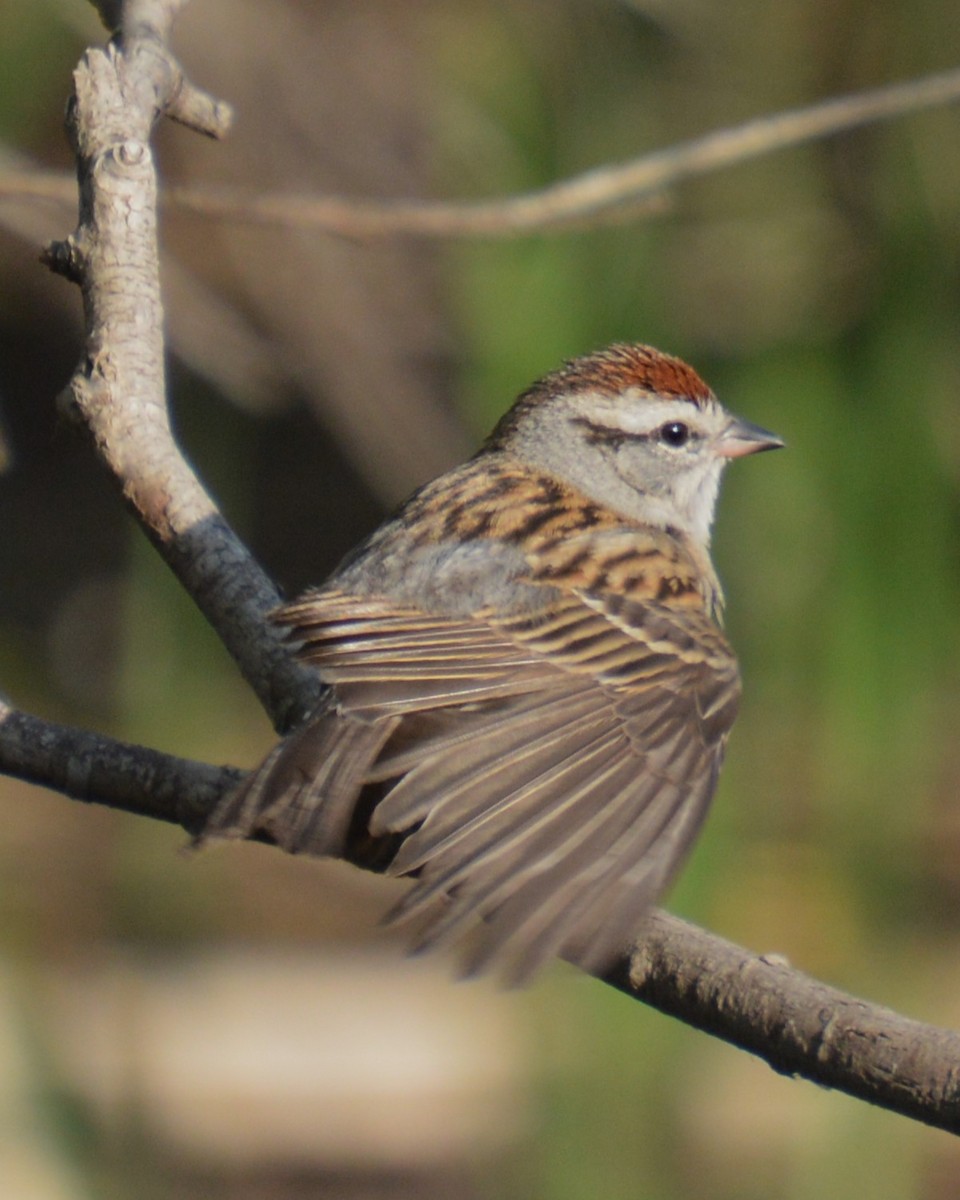 Chipping Sparrow - ML637178362