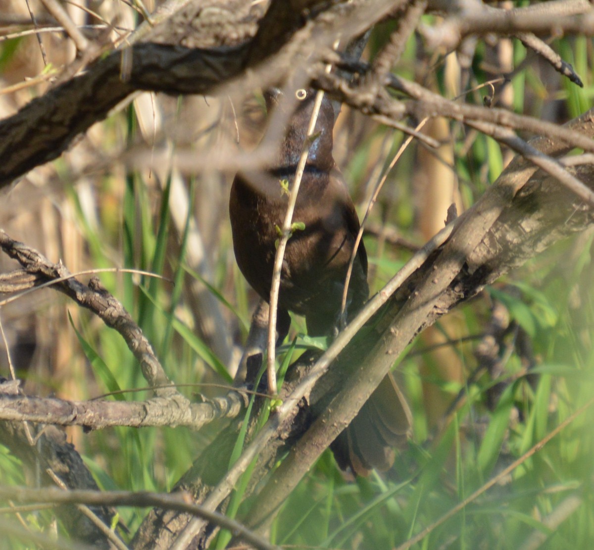 Common Grackle - ML637178378