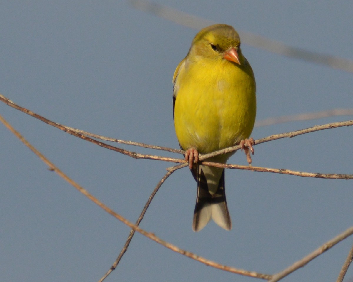 American Goldfinch - ML637178414