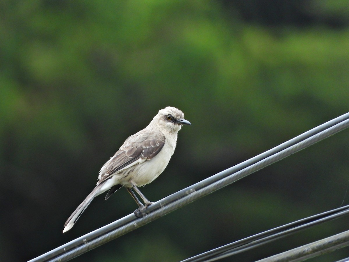 Tropical Mockingbird - ML637178443