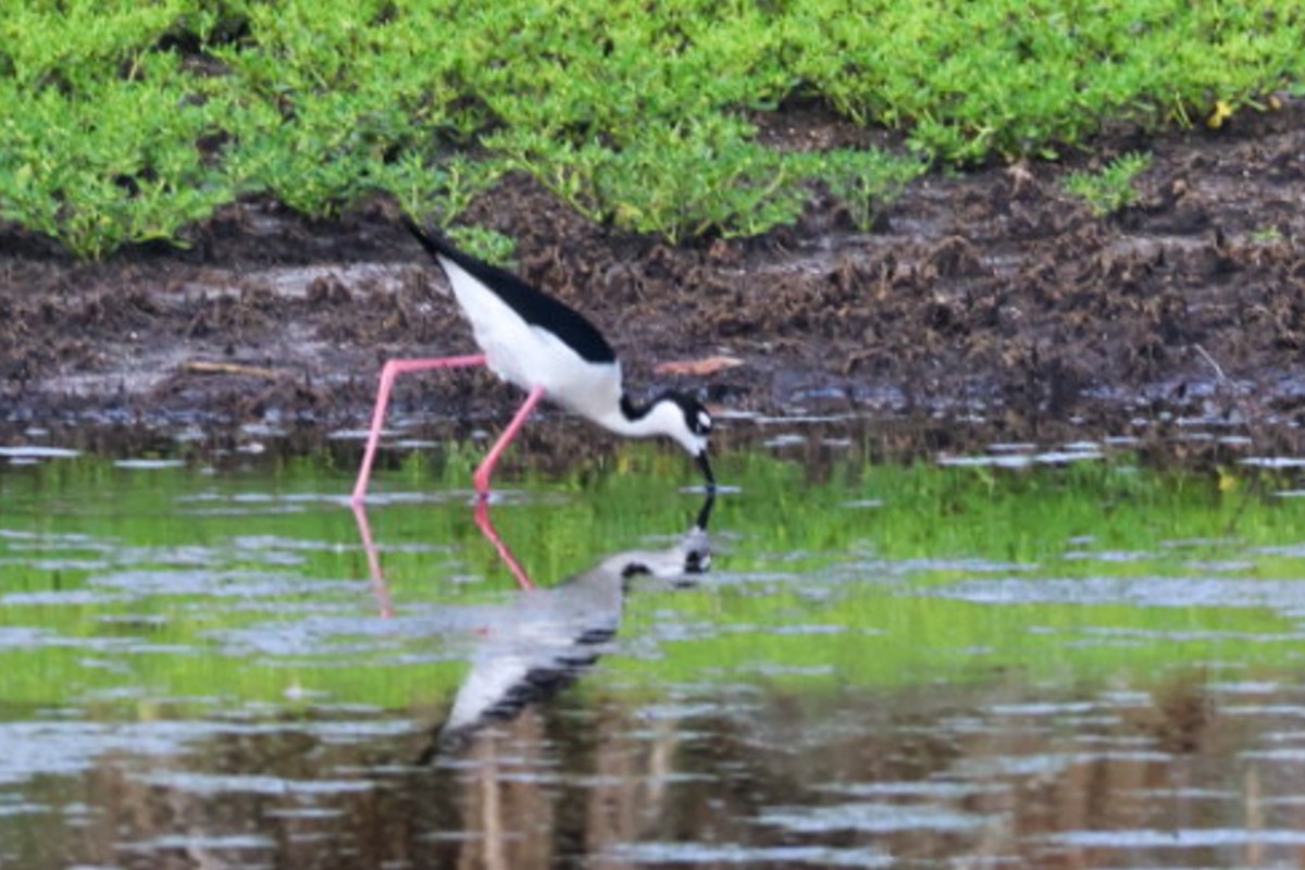 Black-necked Stilt - ML637178490