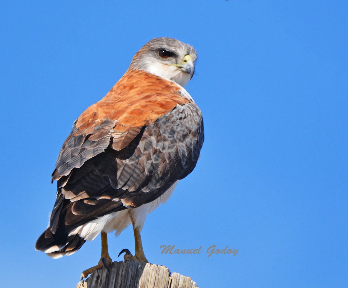 セアカノスリ - ML637178494