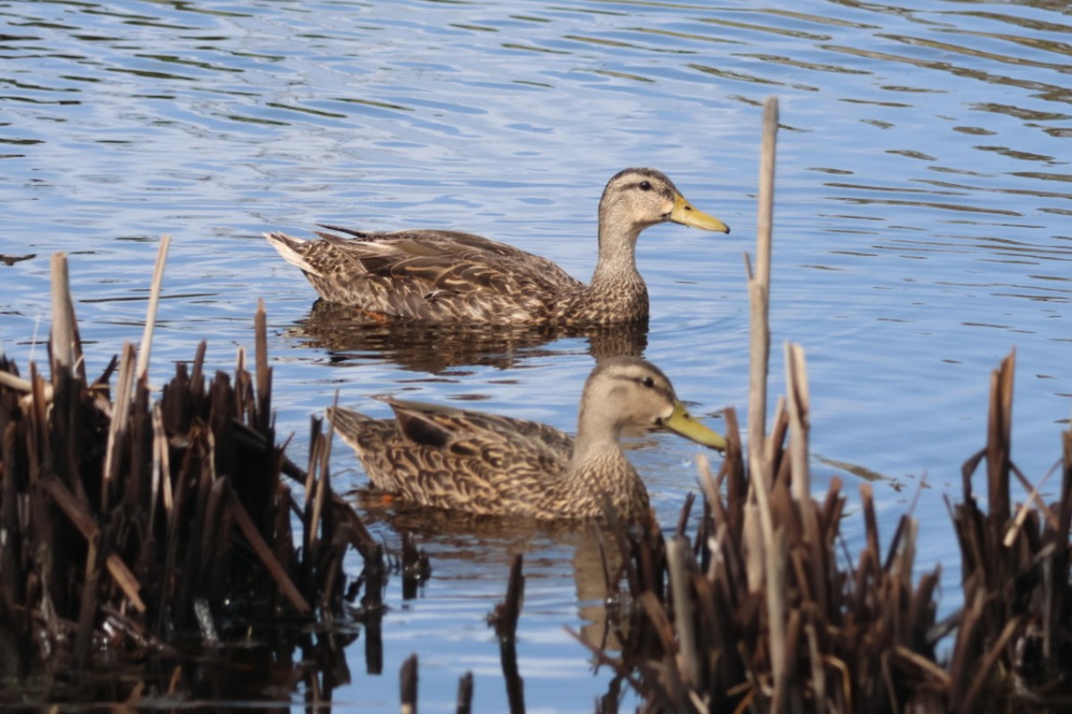 Mottled Duck - ML637178498
