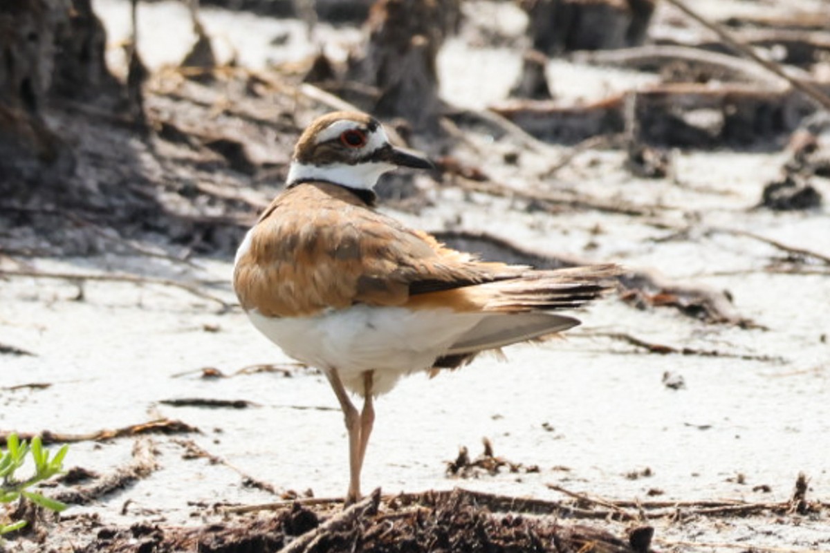 Killdeer - ML637178529