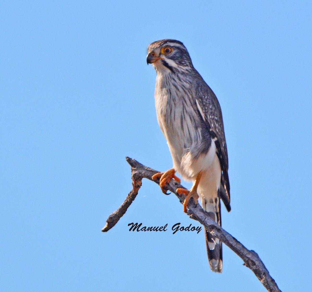 Spot-winged Falconet - ML637178534