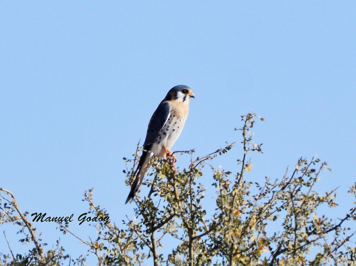 アメリカチョウゲンボウ - ML637178584