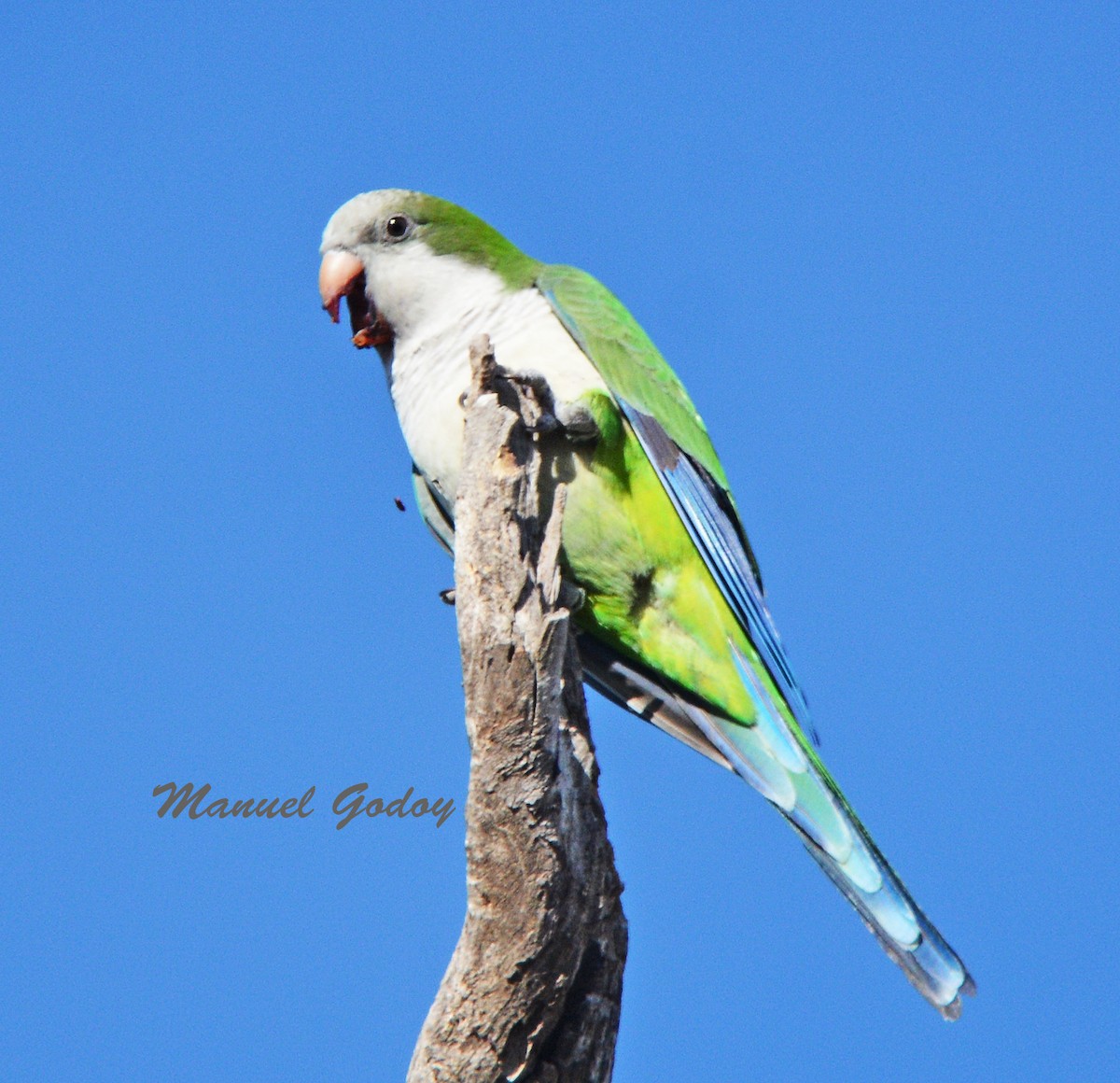 オキナインコ - ML637178614