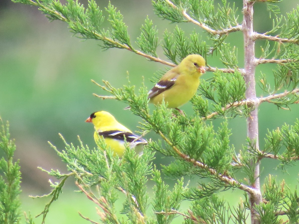 Chardonneret jaune - ML637178616