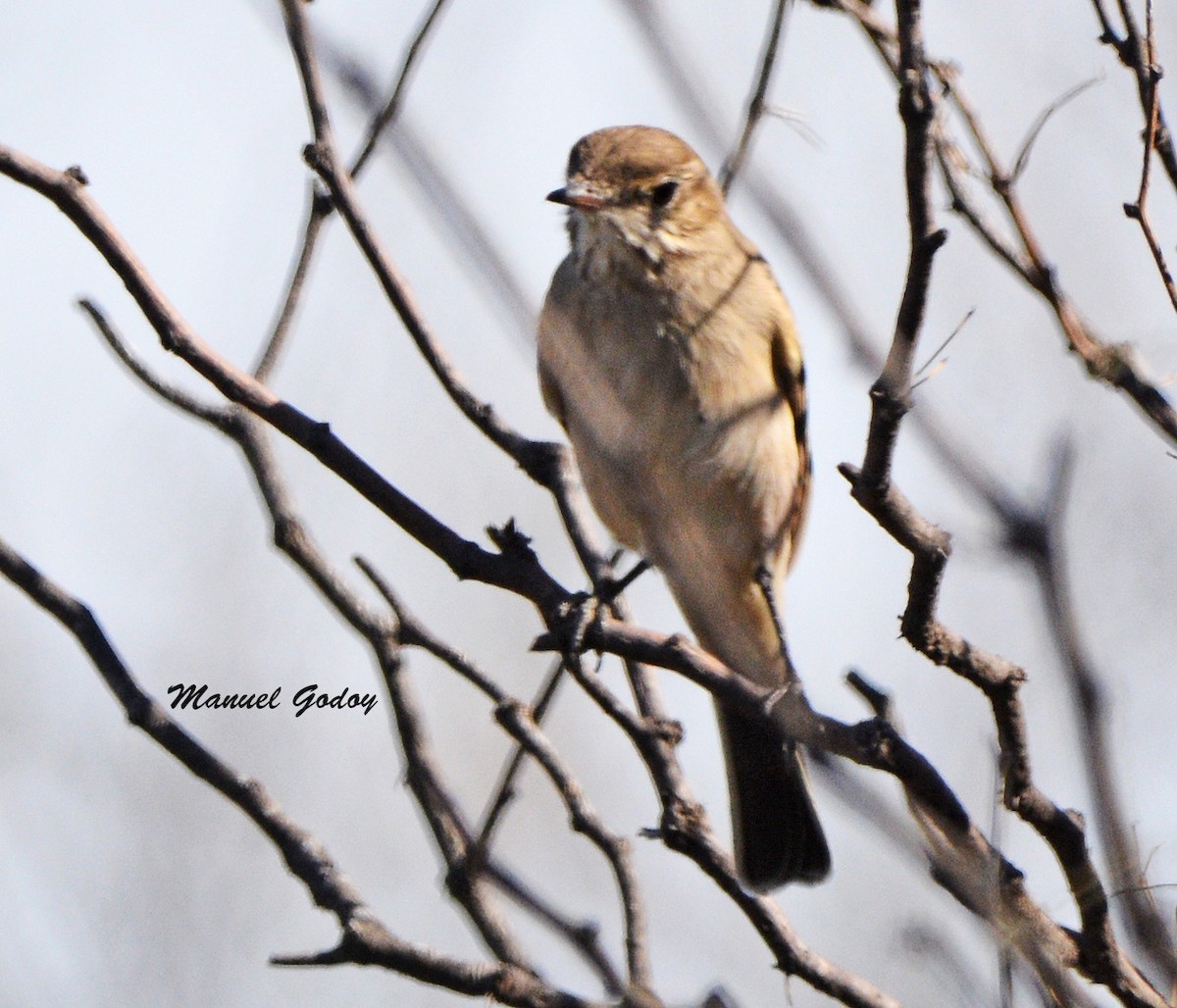 ネズミモズタイランチョウ - ML637178621