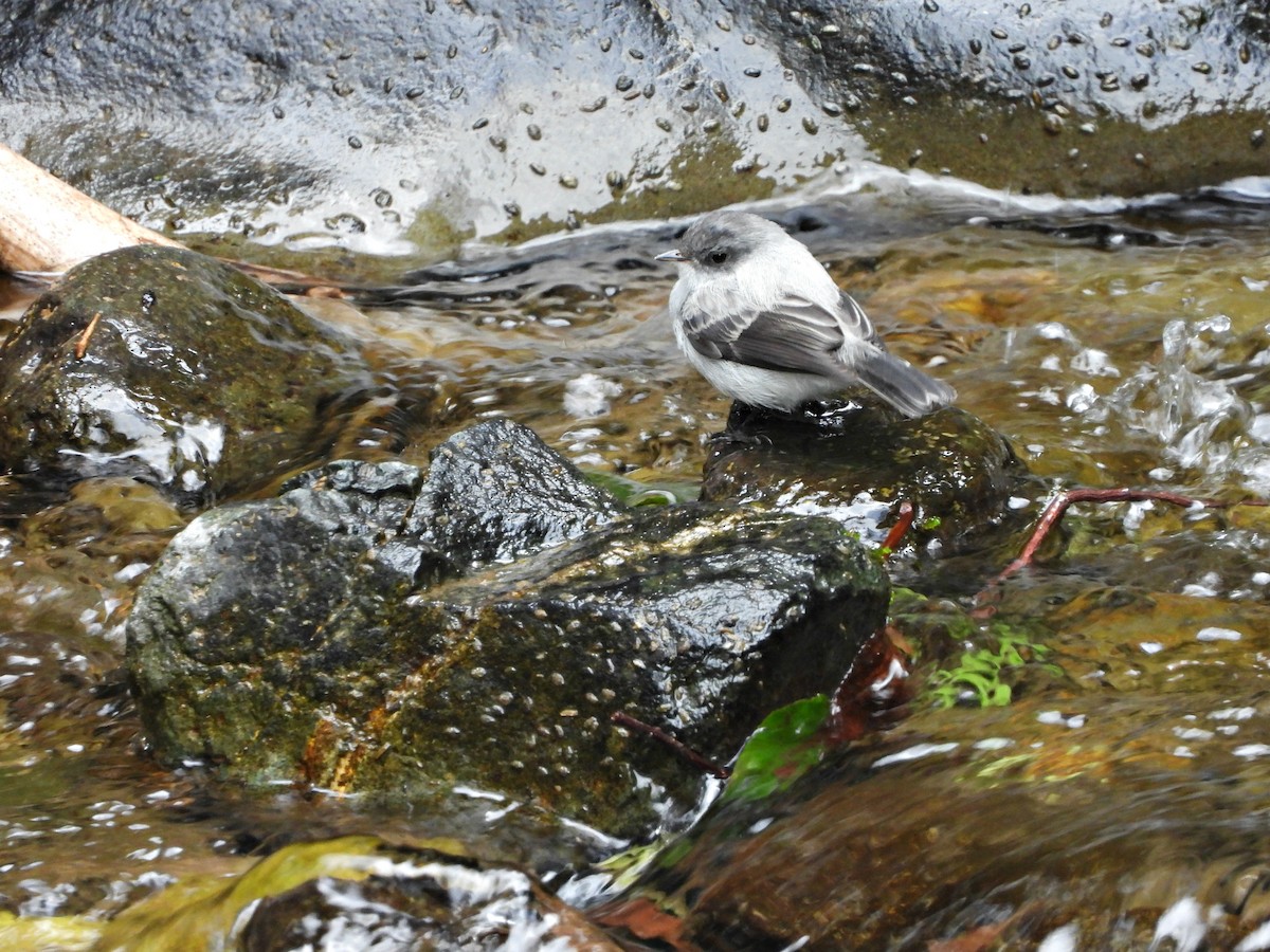 Torrent Tyrannulet - ML637178628