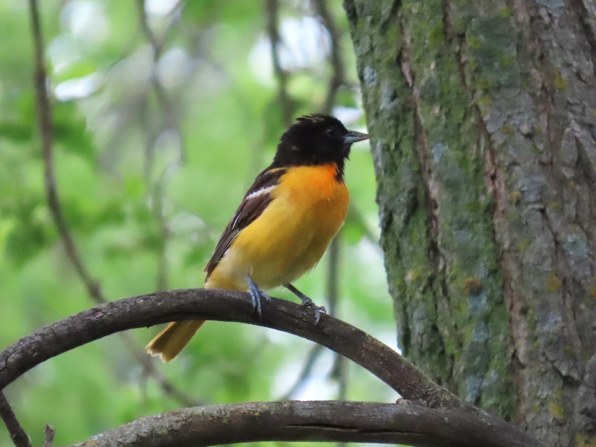 Oriole de Baltimore - ML637178631