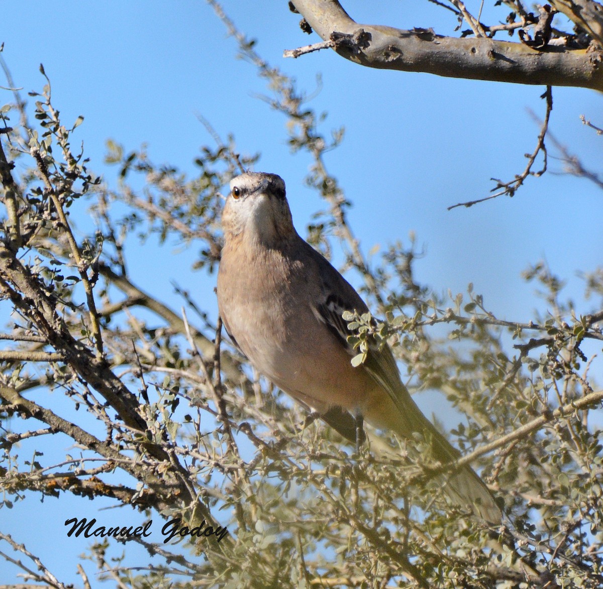 パタゴニアマネシツグミ - ML637178639