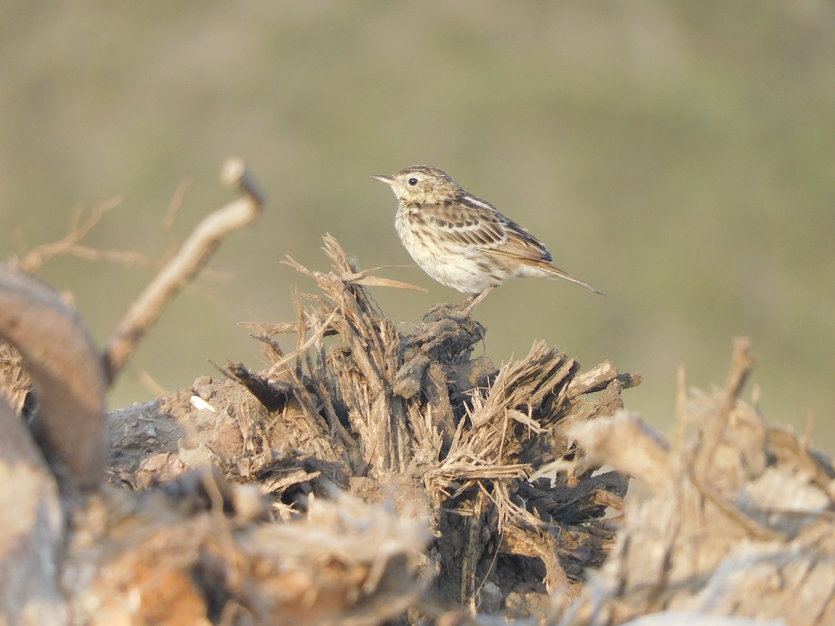 Peruvian Pipit - ML637178641