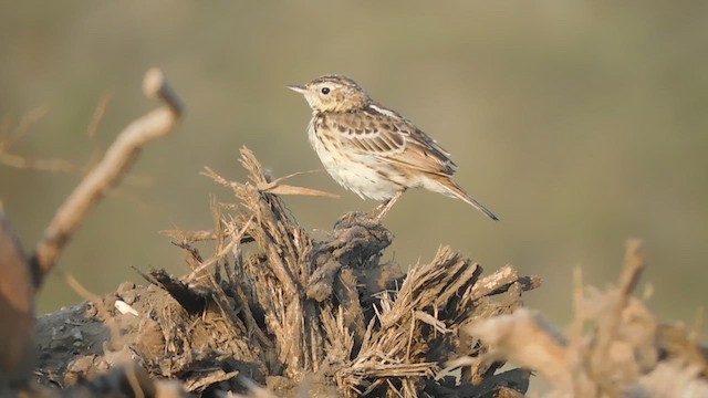 Peruvian Pipit - ML637178658