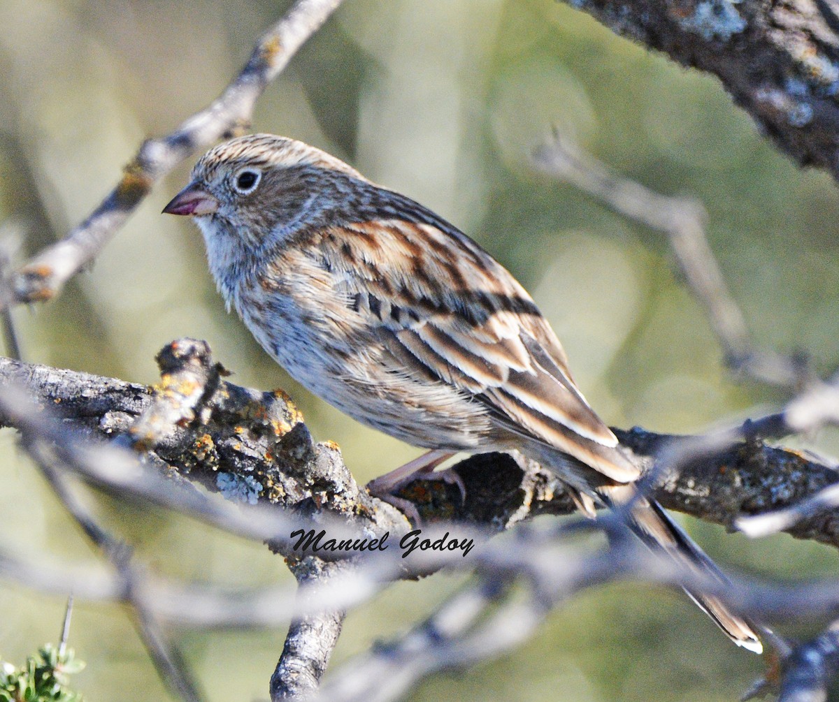 Carbonated Sierra Finch - ML637178659