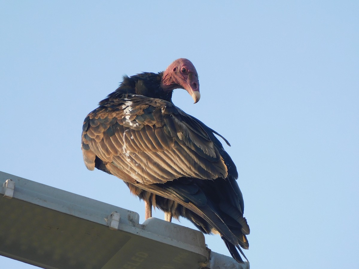 Turkey Vulture - ML637178675