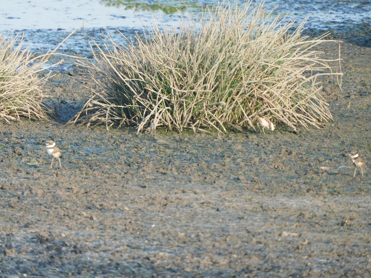 Killdeer - ML637178695