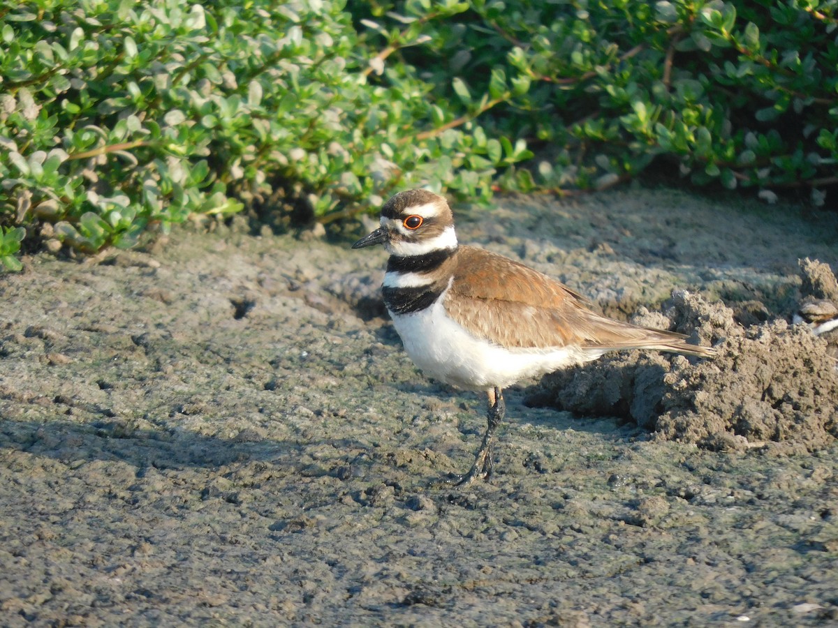 Killdeer - ML637178699