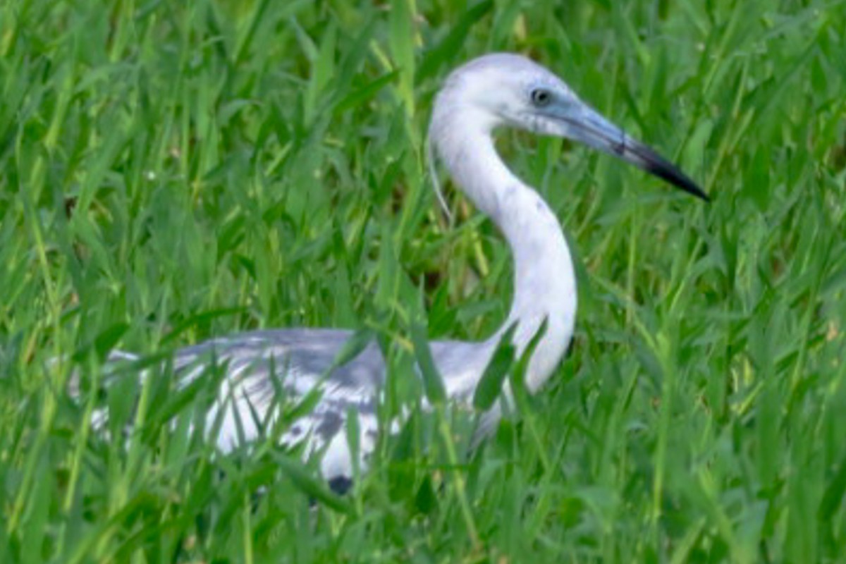 Little Blue Heron - ML637178724