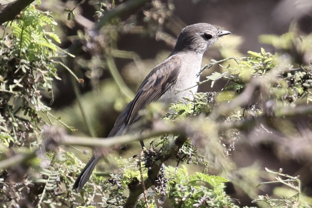 Tumbesian Tyrannulet - ML637178725