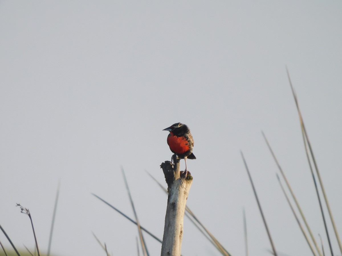 Peruvian Meadowlark - ML637178729