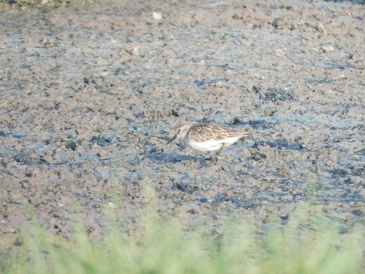 Least Sandpiper - ML637178740